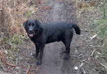Ofrecen una recompensa por encontrar a Ness, un labrador perdido en Vincios