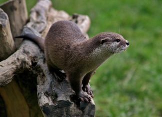 “La Casa de la Nutria” vuelve al Aloia con una ruta familiar