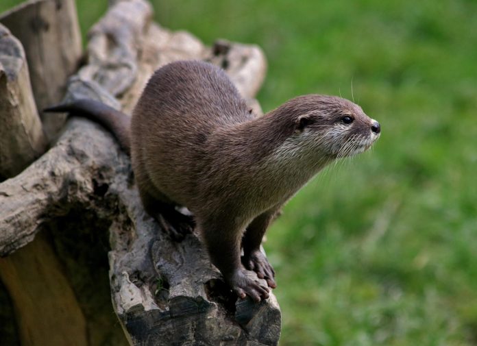nutria
