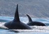 CEMMA registra delfines, ballenas y orcas en una jornada de avistamientos en aguas gallegas