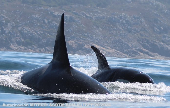 ORCA2