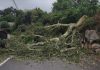 El temporal provoca la caída de un árbol en Belesar y corta la carretera más de hora y media