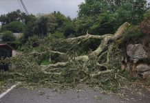 El temporal provoca la caída de un árbol en Belesar y corta la carretera más de hora y media
