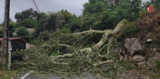El temporal provoca la caída de un árbol en Belesar y corta la carretera más de hora y media