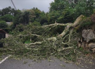 El temporal provoca la caída de un árbol en Belesar y corta la carretera más de hora y media