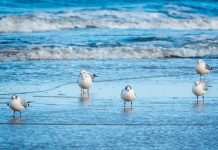 Oasis Beach celebra el Día Mundial de las Aves de las Playas con la escritora Soledad García