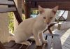 Buscan a Felipe, un gato perdido en Portecelo