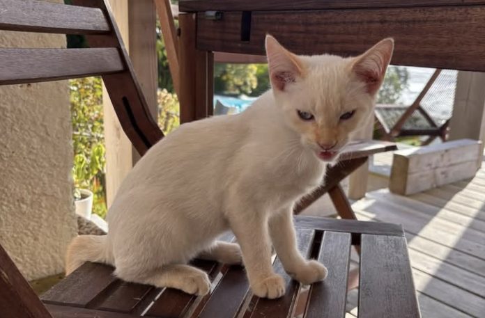Felipe-Gato