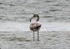 Un flamenco hace una parada en el estuario del Miño
