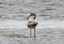 Un flamenco hace una parada en el estuario del Miño