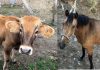 Roban un buey y una yegua de una finca en Oia