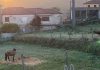 Toritori y Saeta del Revuelo ya están en casa