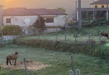 Toritori y Saeta del Revuelo ya están en casa