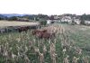 La presencia de caballos sueltos en Chandebrito causa daños en fincas y eleva el riesgo de accidentes