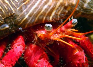 Registran por primera vez en Galicia dos especies marinas de aguas cálidas