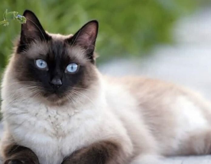 miu miu gata desaparecida borreiros