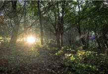 El monte de Teis suma apoyo internacional para recuperar su biodiversidad