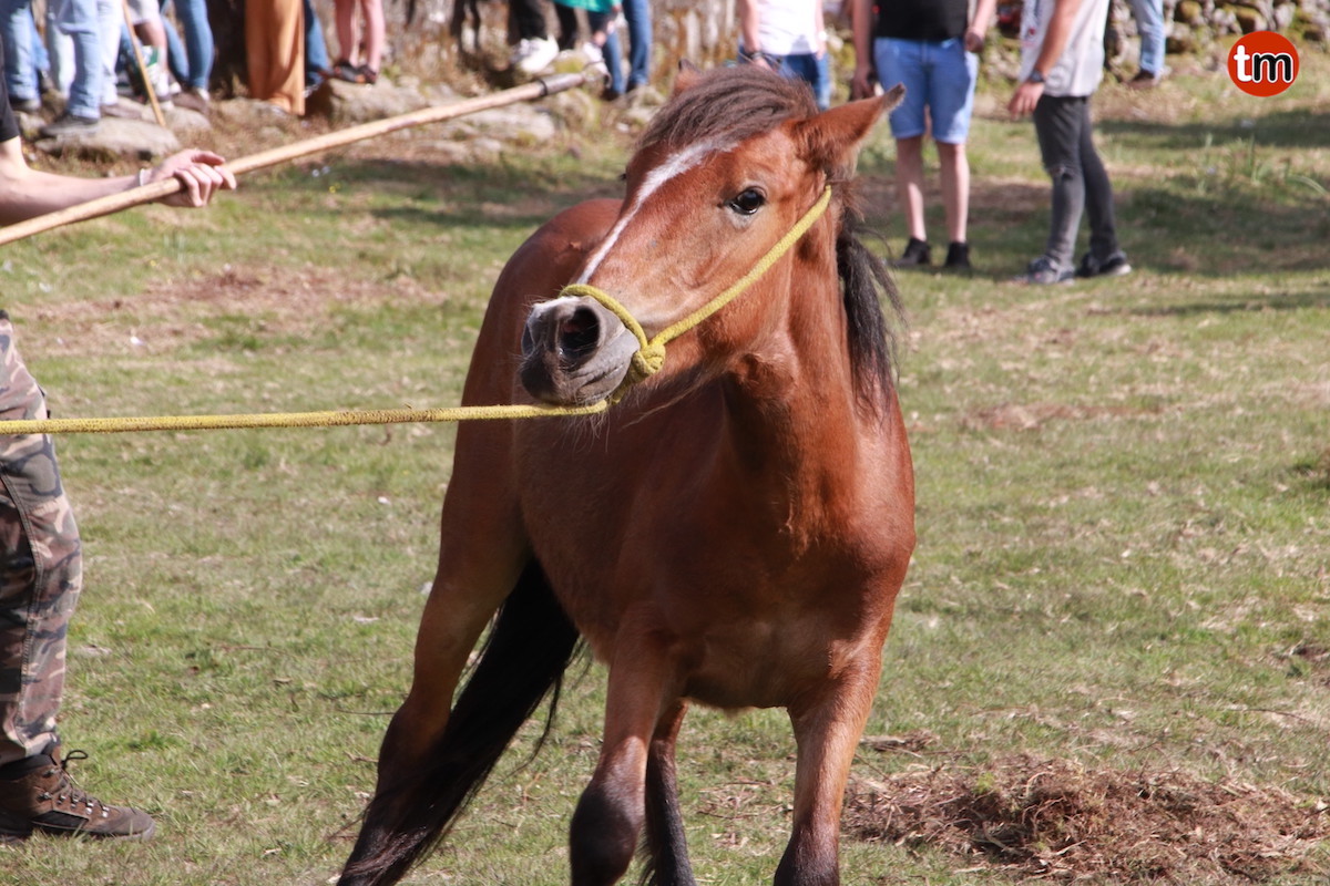 IMG 0410 (1)